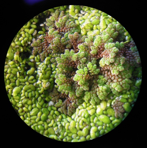 picture of the fern Azolla